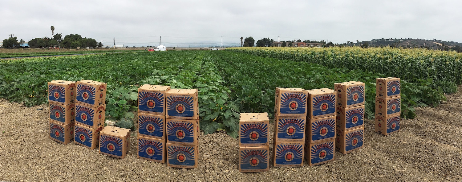 Panoramic image of farm and rows of crops and Food Forward boxes