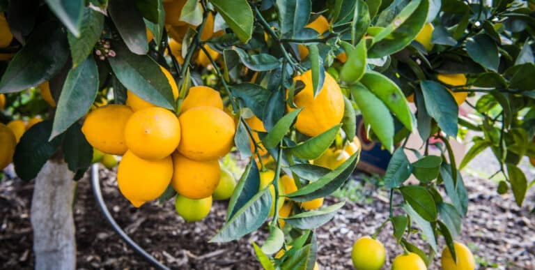 Ripe lemons on tree