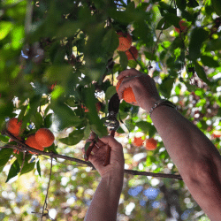 Hands picking mandarin oranges