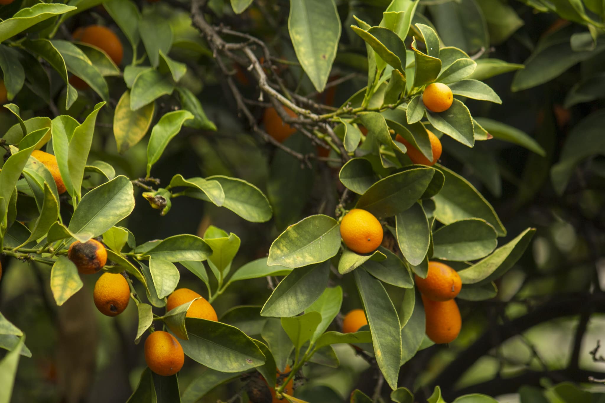 Kumquats on tree